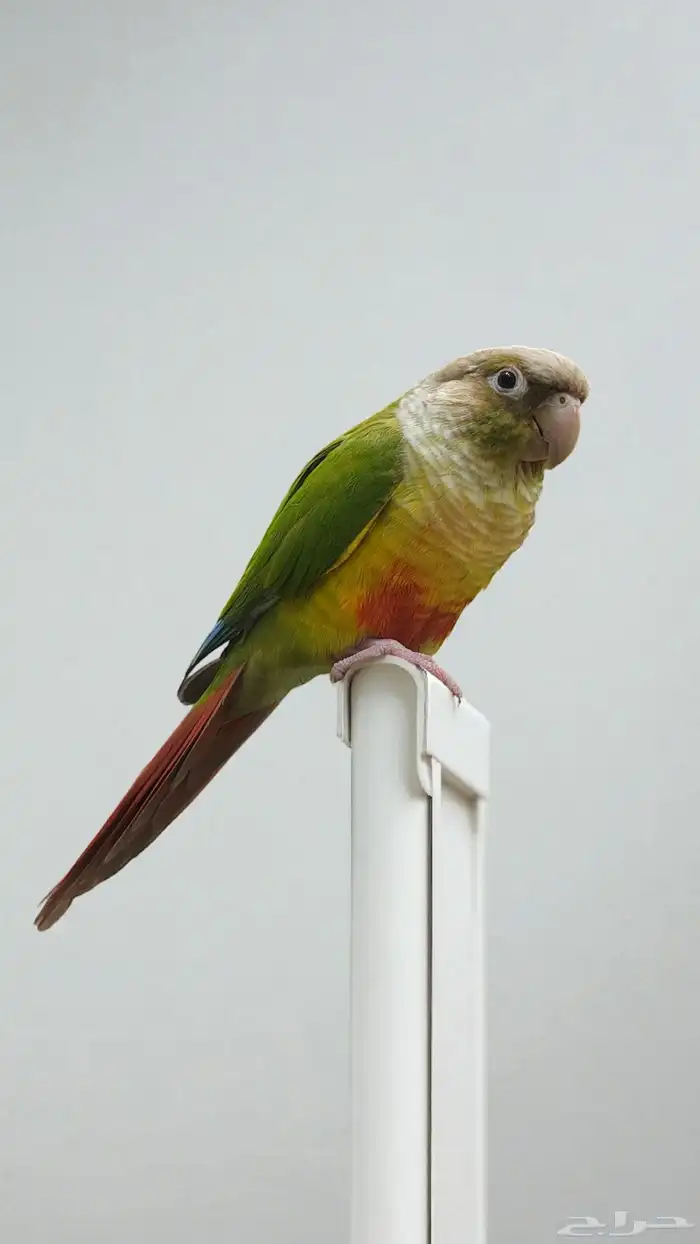 ببغاء كنيور اليف جدا 0