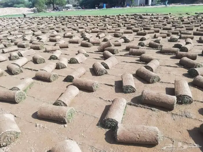 نجيل طبيعي c2000 6