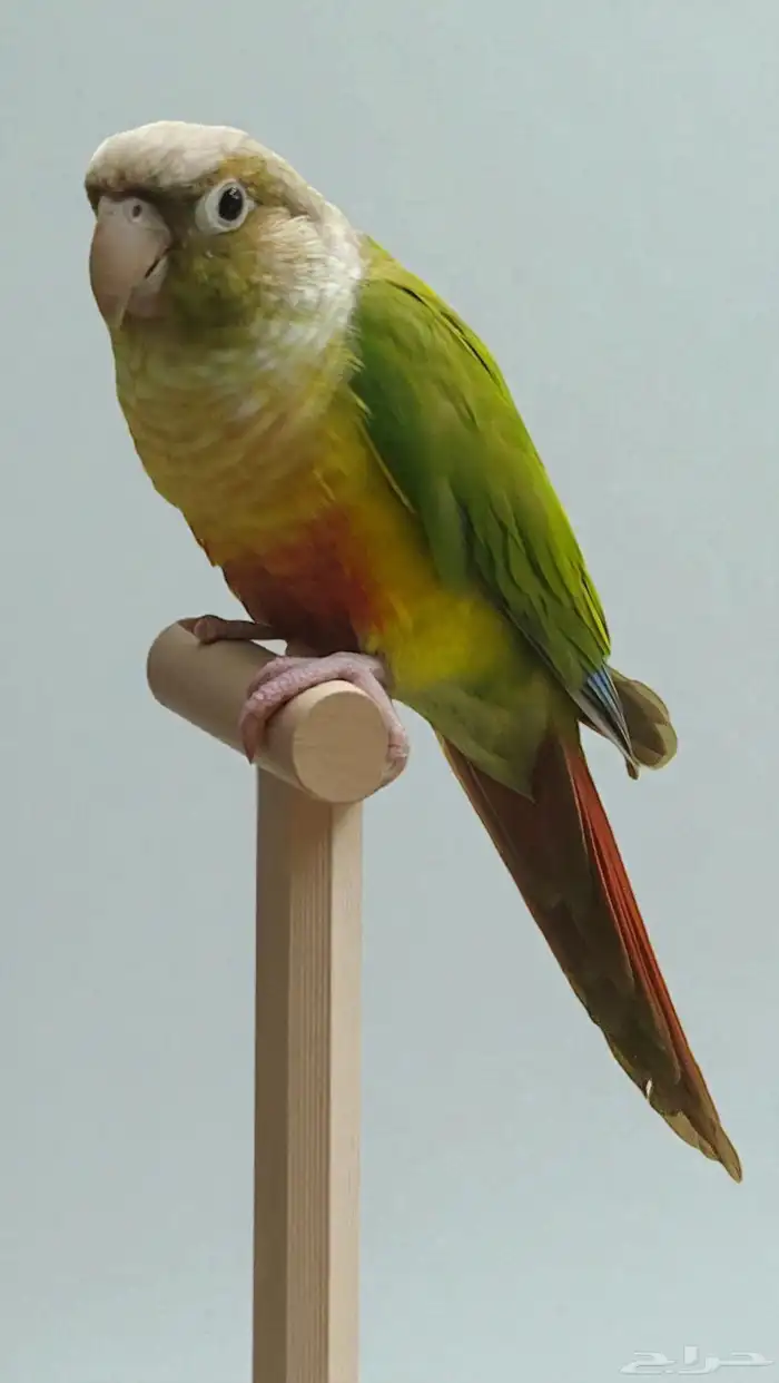 ببغاء كنيور اليف جدا 1