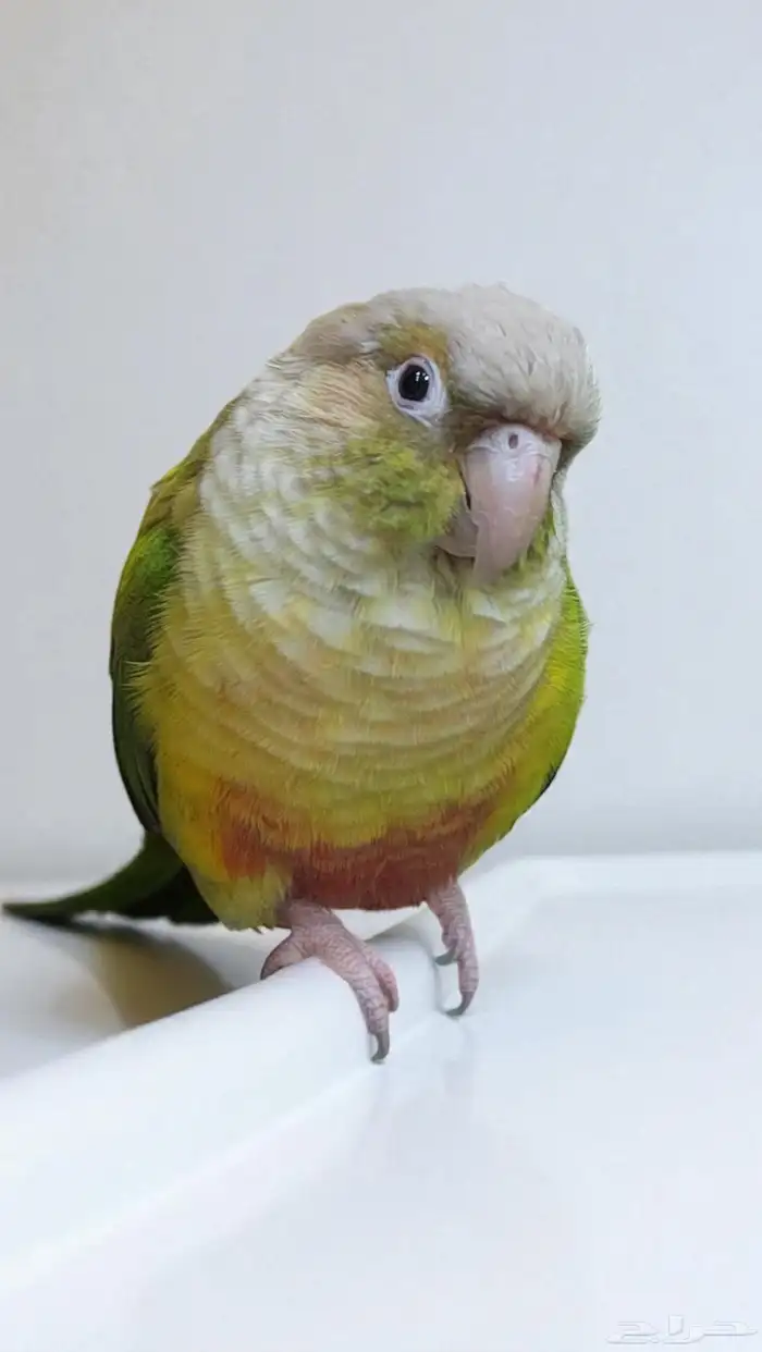 ببغاء كنيور اليف جدا 3