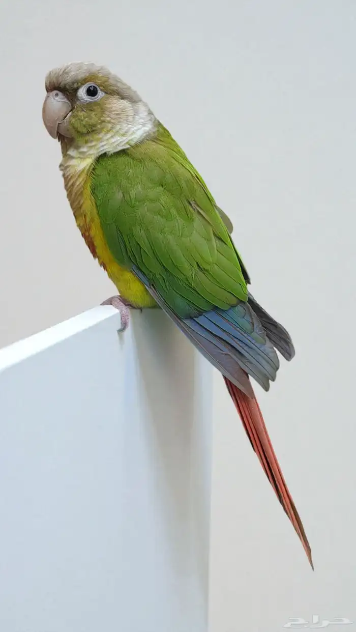 ببغاء كنيور اليف جدا 2