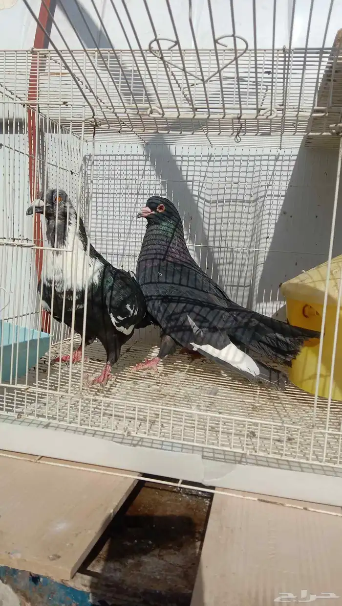 حمام مصري مالطي 0