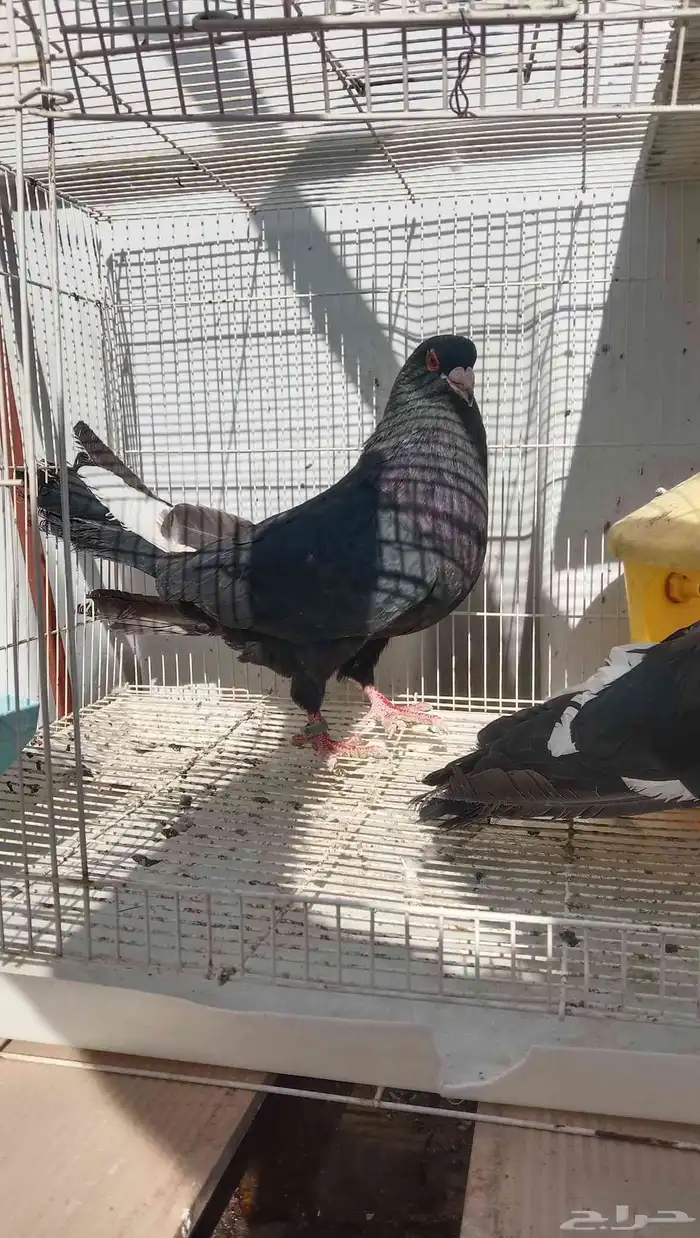 حمام مصري مالطي 1