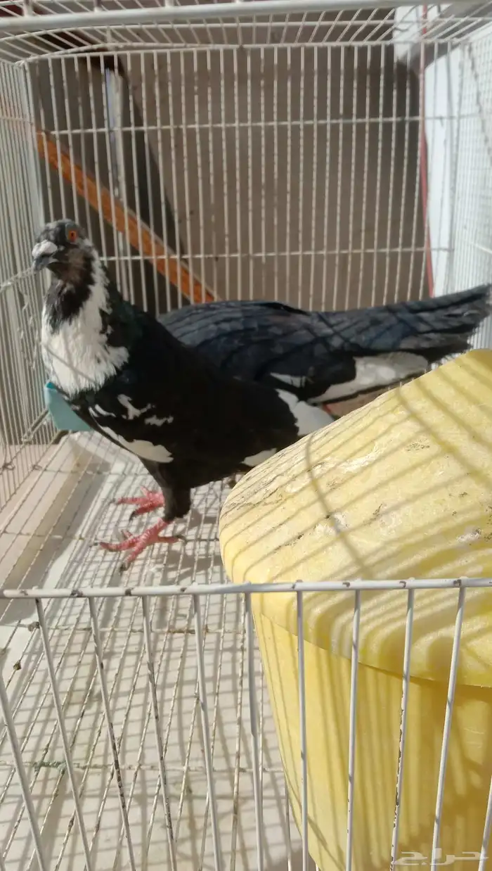 حمام مصري مالطي 3