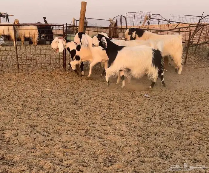 معزا مصريات فاخره((( تم البيع ))) 1