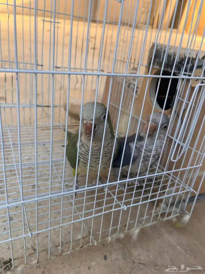 زوج كويكر منتجه لون ازرق واخضر 3