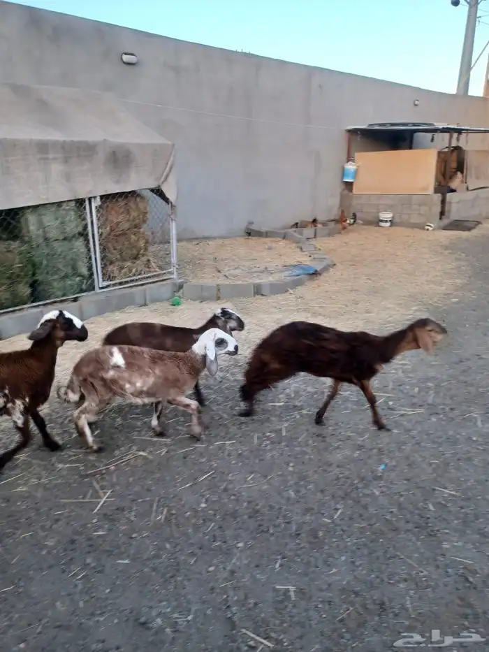 رخال سواكني درمانيات 0