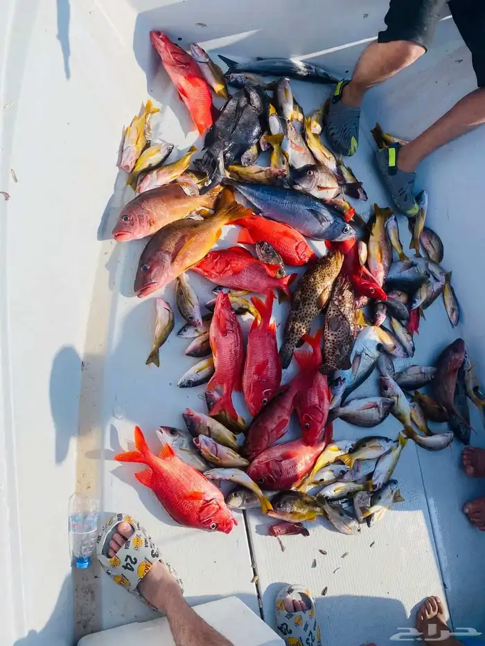 رحلات بحرية صيد ونزهة من بحر مستورة  محافظة رابغ 0