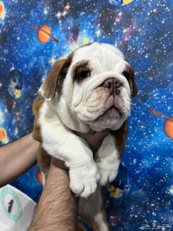 british bulldog بريتيش بولدوج 1