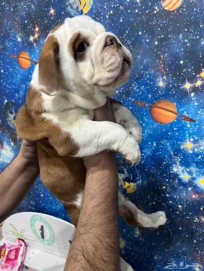british bulldog بريتيش بولدوج index