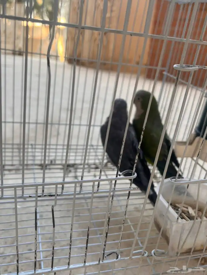 زوج كويكر منتجه لون ازرق واخضر 2