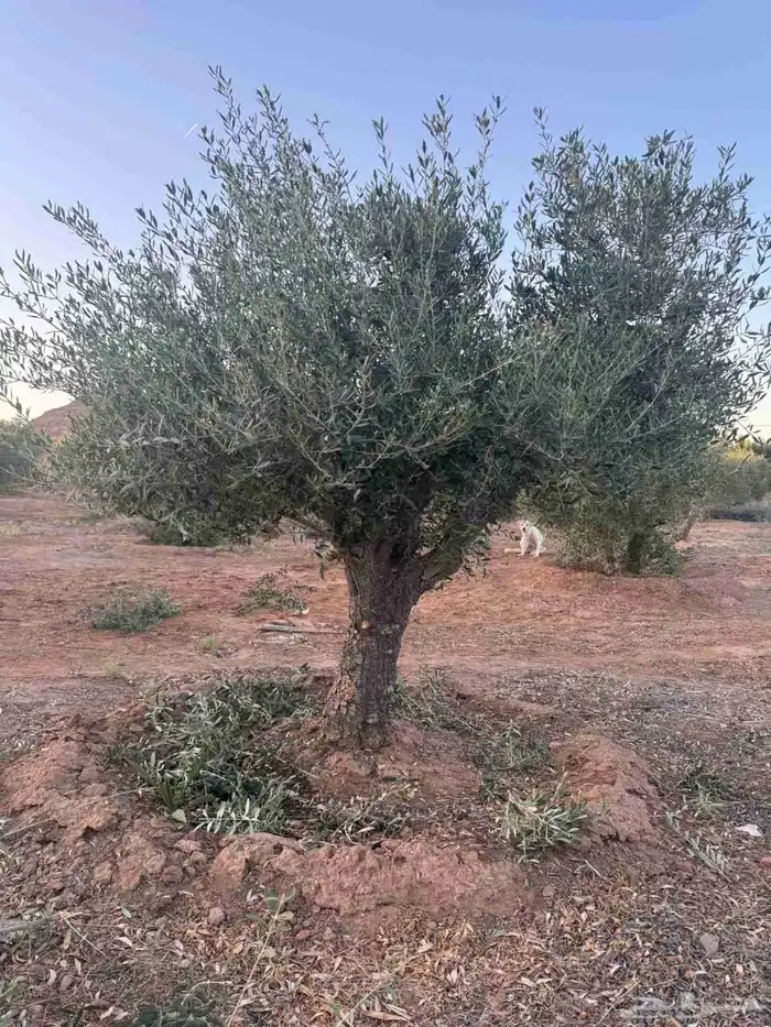 شجر زيتون 6