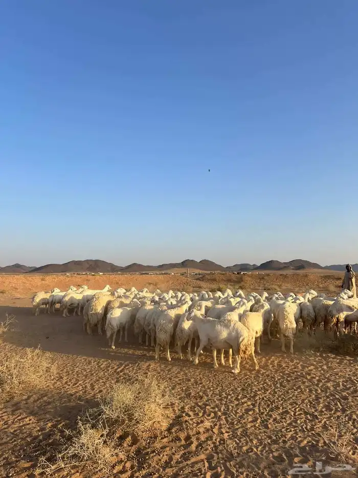 غنم حرش عدد76 اغلبها جذعه ثنيه رباع السدس التامه قليل دفيع 0