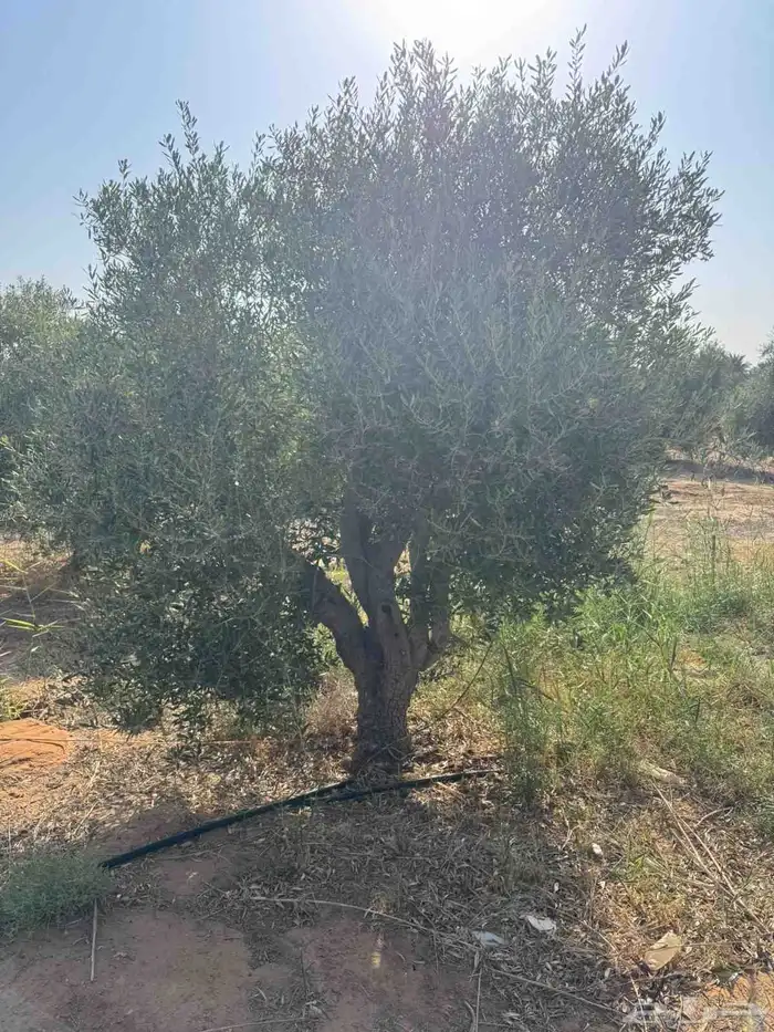 شجر زيتون 4