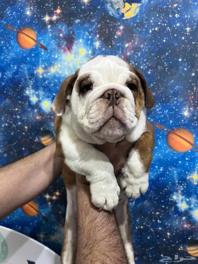 british bulldog بريتيش بولدوج index