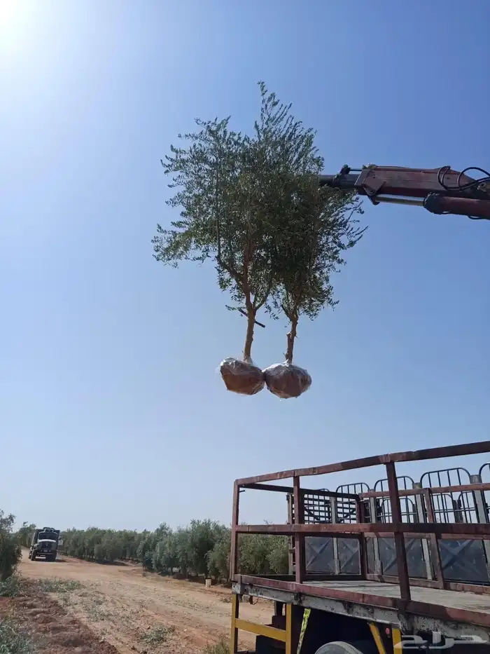 يوجد لدينا نخل عربي وشنطني 0