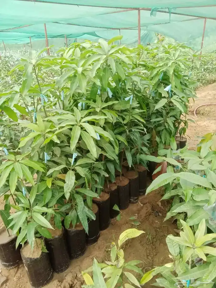 مشتل أبو عريش لجميع أنواع المانجو 2