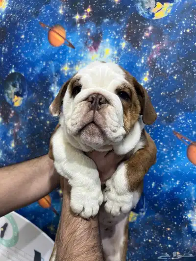 british bulldog بريتيش بولدوج index