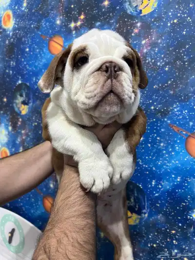 british bulldog بريتيش بولدوج index