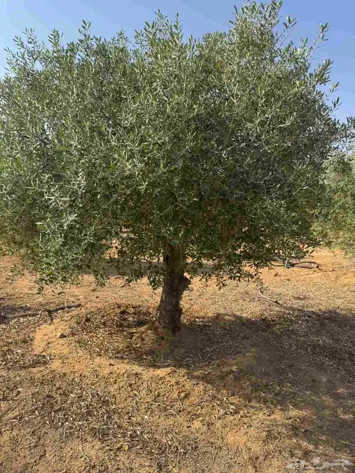 شجر زيتون 5