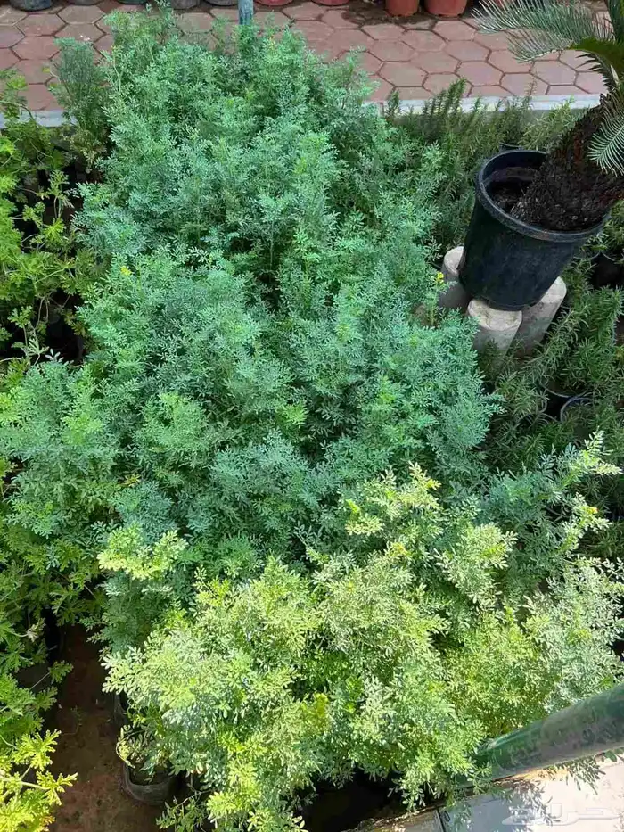 مشتل الحياه الطبعيه نبتات دخلي وخرجي 6