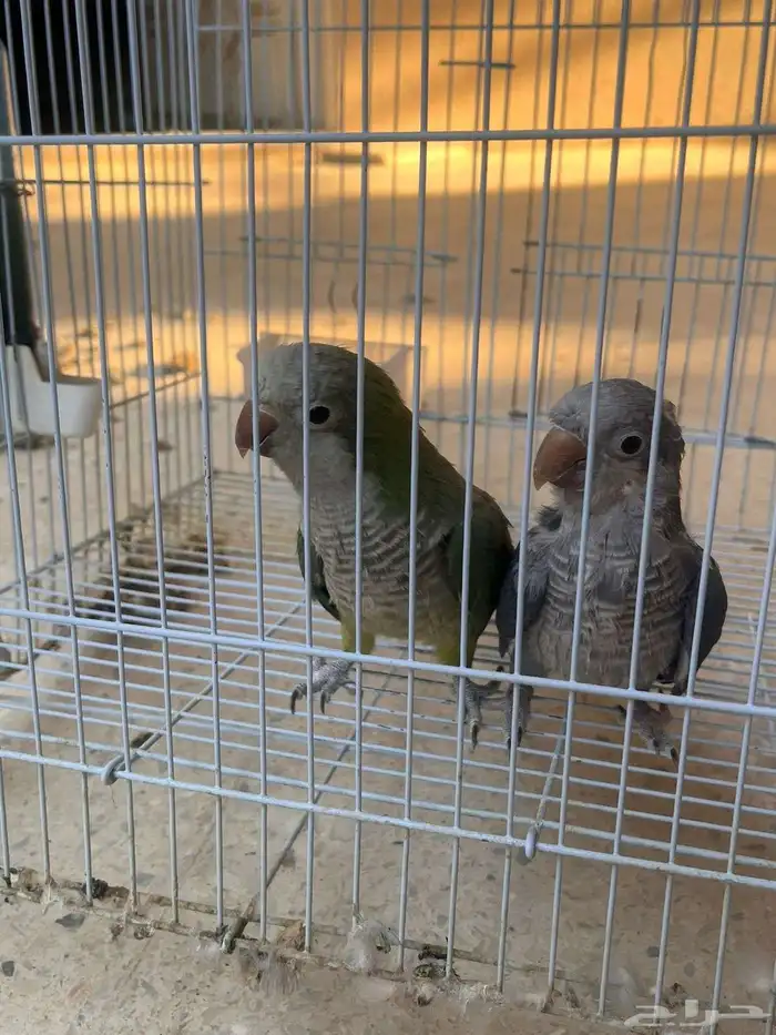 زوج كويكر منتجه لون ازرق واخضر 4