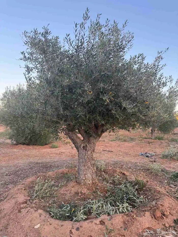 شجر زيتون 1