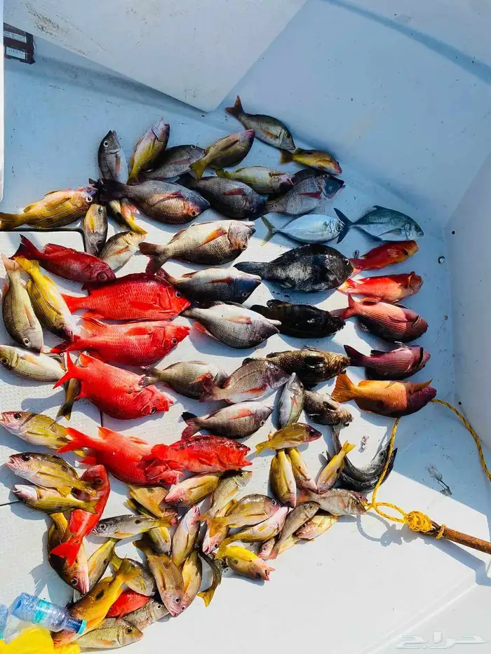 رحلات بحرية صيد ونزهة من بحر مستورة  محافظة رابغ 1