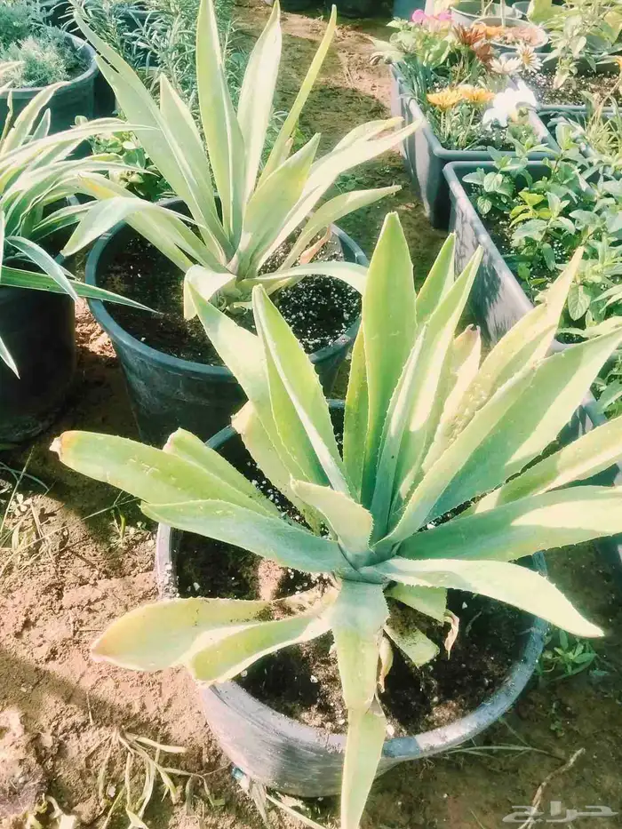 مشاتل الناصريه ويوجد عندنا توصيل داخل جميع مناطق تبوك 3