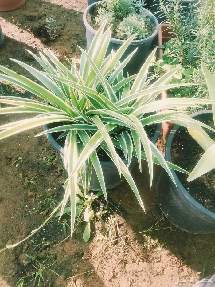 مشاتل الناصريه ويوجد عندنا توصيل داخل جميع مناطق تبوك 2