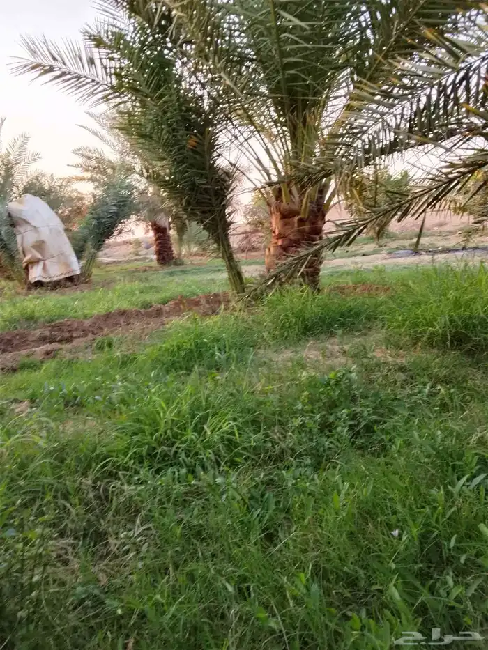 جميع انواع النخيل 5