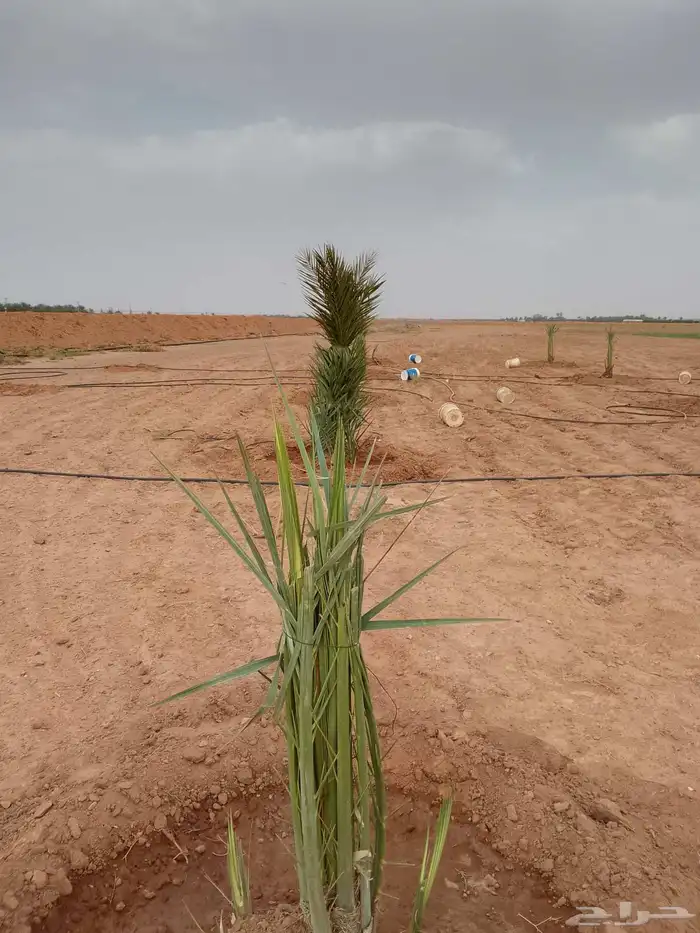 جميع اعمال النخيل الواشنطن والعربي وانواع الشبوك والسياج.. 2