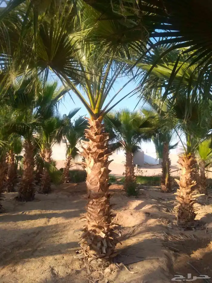 نخل واشنطني نخل مثمر صقعي هلالي ونانه دخيني مجدول غر سلاطين 4
