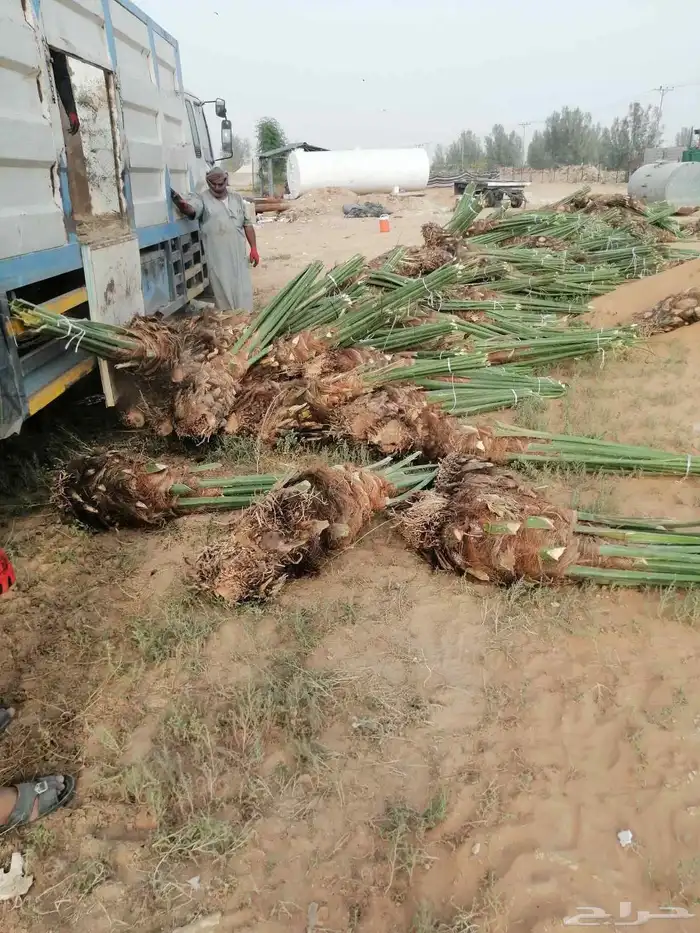 توريد نخيل وتركيب الشبوك سياج 3