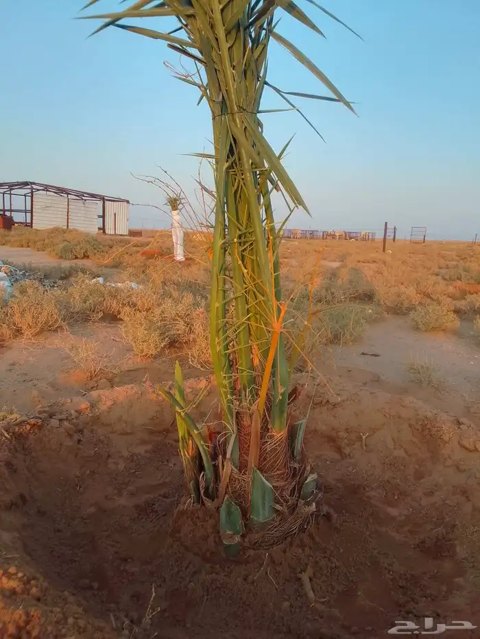 نخل القصيم نخلوطيب ومثمر على هذا الرقم 0