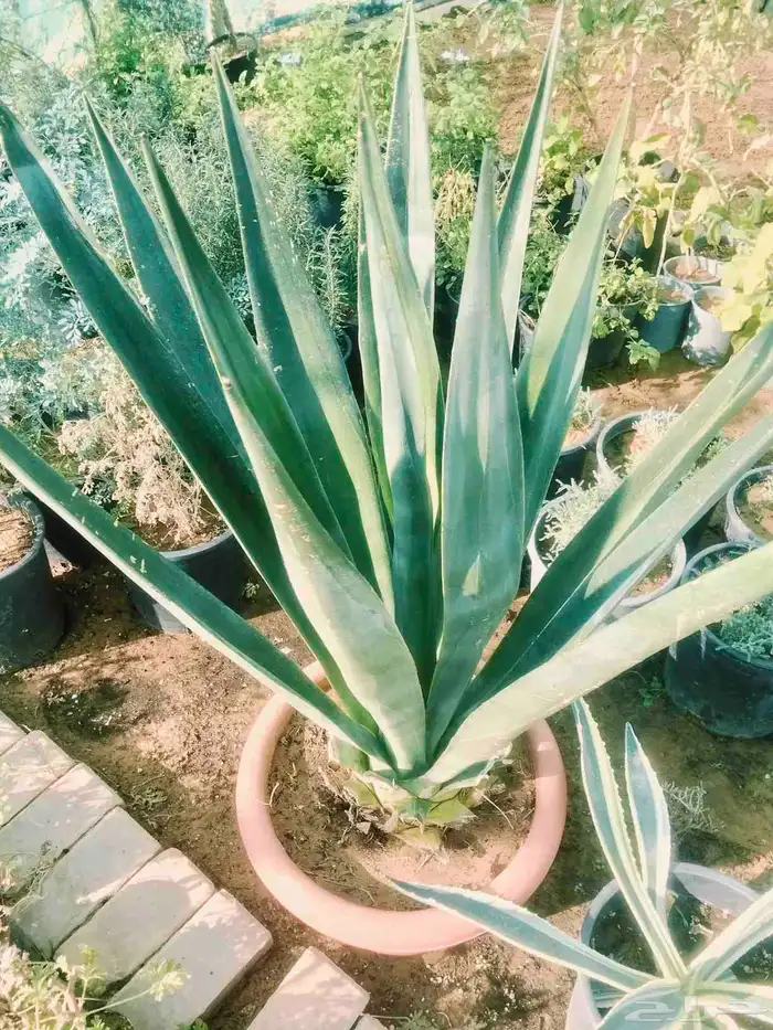 مشاتل الناصريه ويوجد عندنا توصيل داخل جميع مناطق تبوك 1