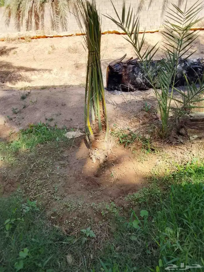 جميع انواع النخيل 4