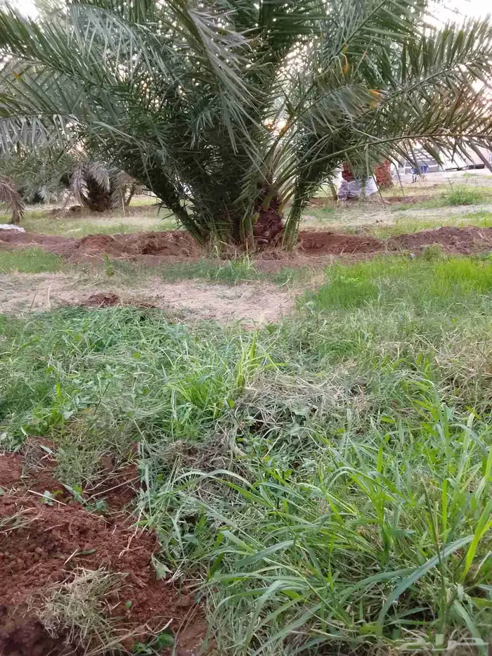 جميع انواع النخيل 2