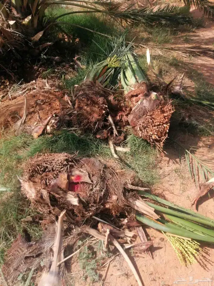 توريد نخيل وتركيب الشبوك سياج 2