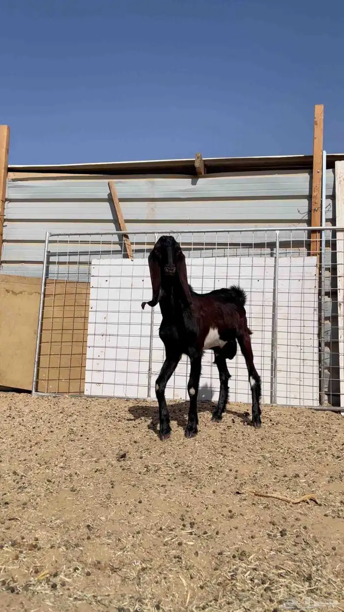 تيس مشروع فحل هولندي 5