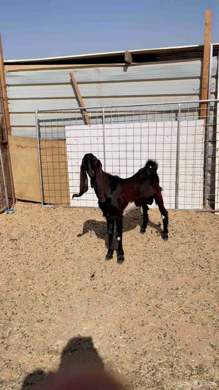 تيس مشروع فحل هولندي 2