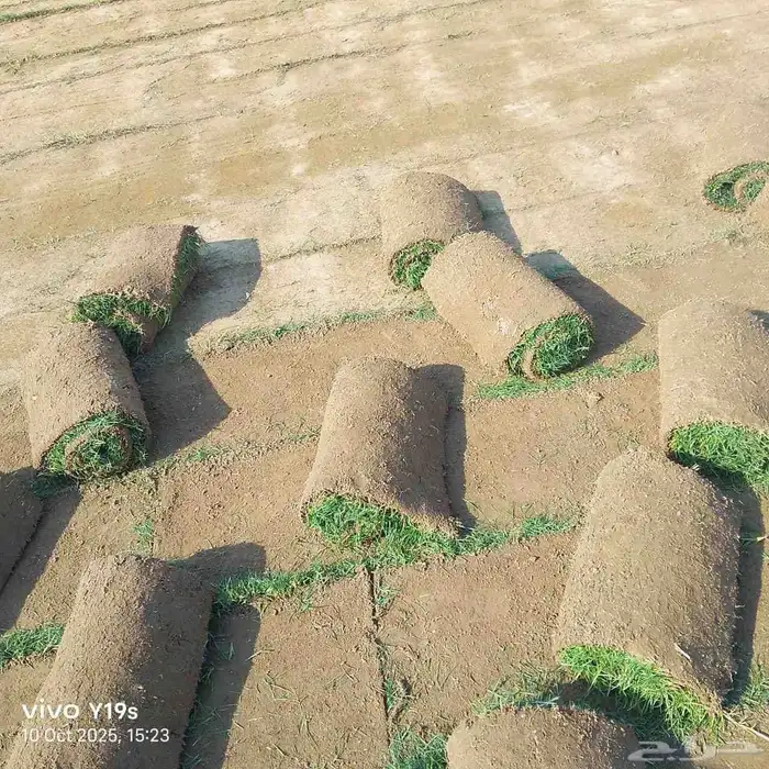 نجيل طبيعي c2000 0