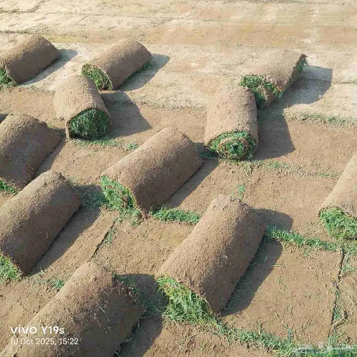 نجيل طبيعي c2000 2