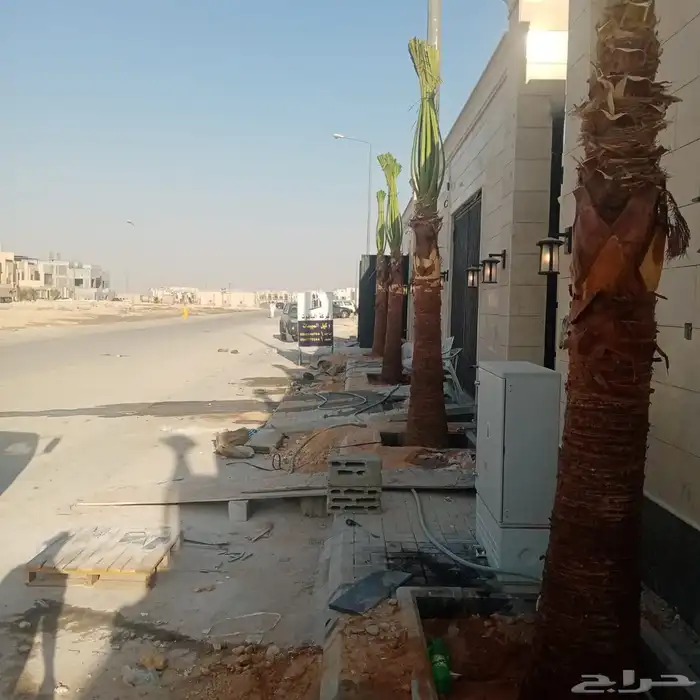 نخل زينه نخيل نخل واشنطني أمريكي للبيع 2