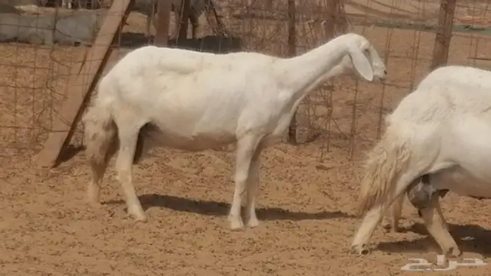 غنم حرية خلفات جروم طيبة بهمها جواهر 5 معها 5 16