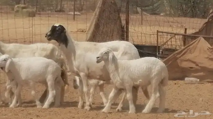 غنم حرية خلفات جروم طيبة بهمها جواهر 5 معها 5 27