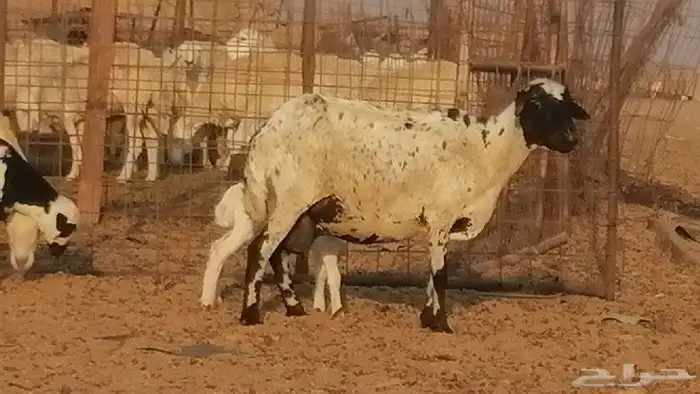 غنم رفيدية ميدية خلفات جروم جبرة 2 ضان رفد 6