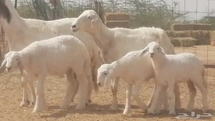 غنم حرية خلفات جروم طيبة بهمها جواهر 5 معها 5 15