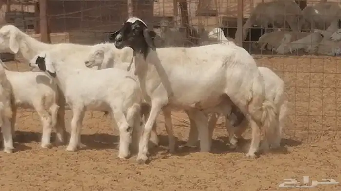 غنم حرية خلفات جروم طيبة بهمها جواهر 5 معها 5 25