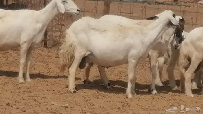 غنم حرية خلفات جروم طيبة بهمها جواهر 5 معها 5 14